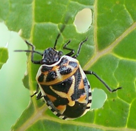 Bruco di  Acronicta rumicis ed emitteri