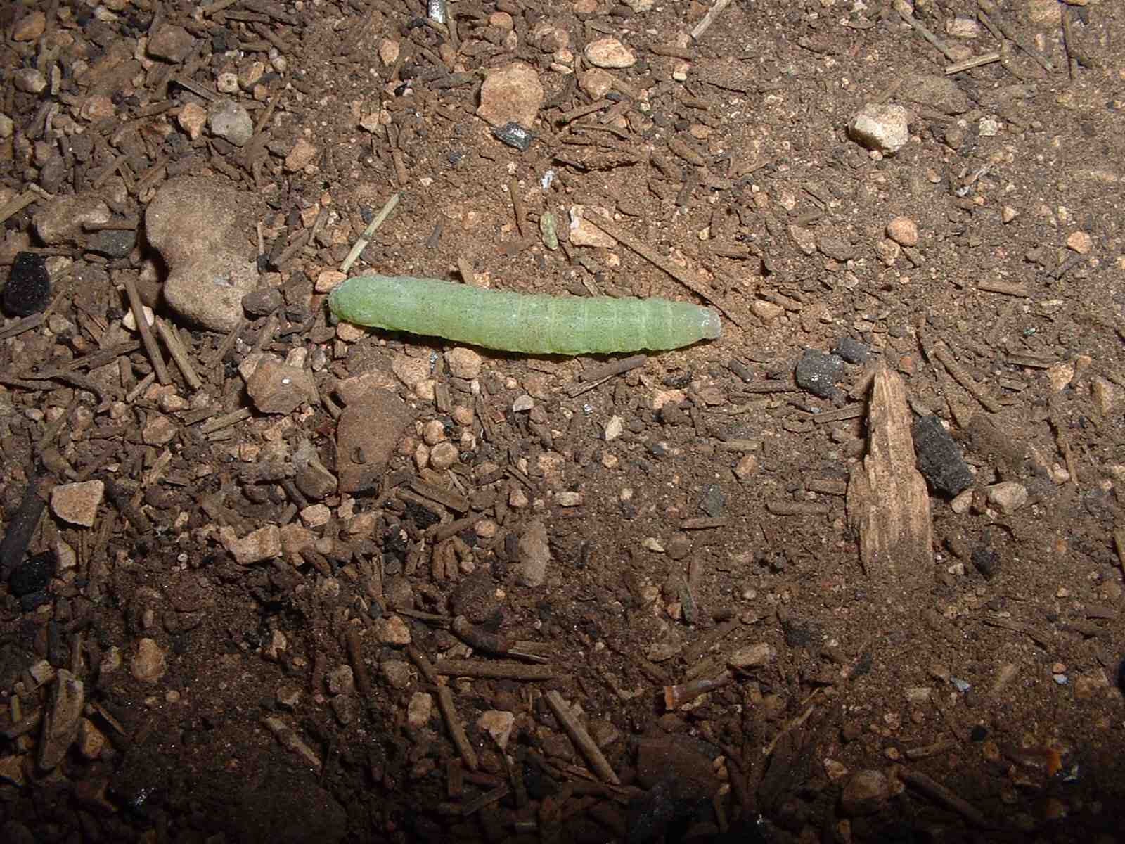 Bruchi di Cymbalophora pudica e Lasiocampa quercus