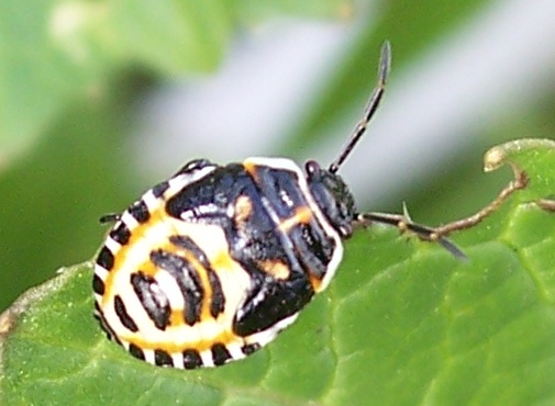 Bruco di  Acronicta rumicis ed emitteri