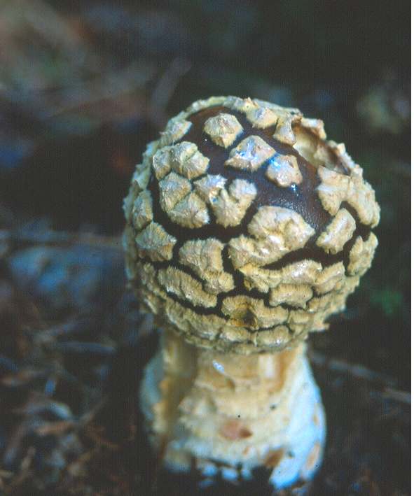 Amanita sp.