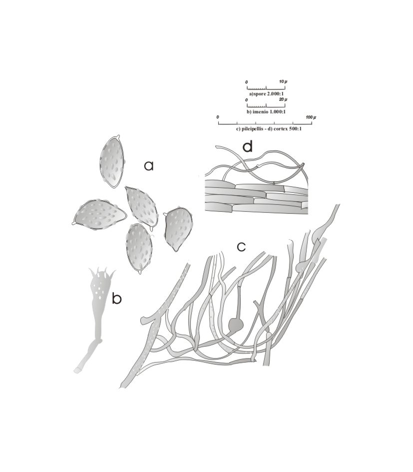 Cortinarius mucosus
