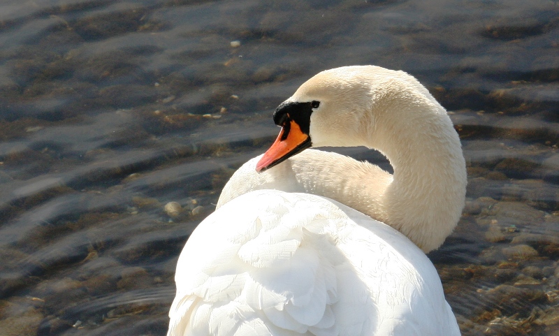 Cigno reale - Cygnus olor  &  Cigno nero - Cygnus atratus