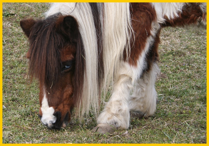 Dopo gatti e cani parliamo del Cavallo?