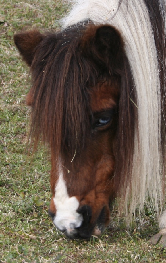 Dopo gatti e cani parliamo del Cavallo?