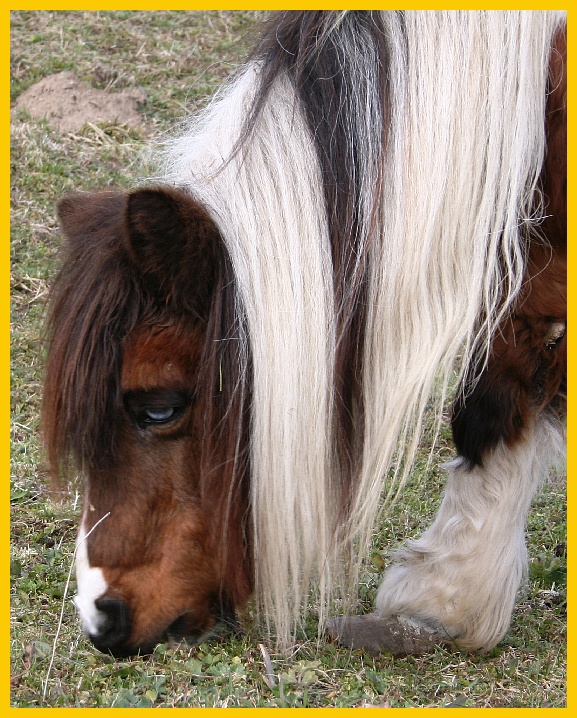 Dopo gatti e cani parliamo del Cavallo?