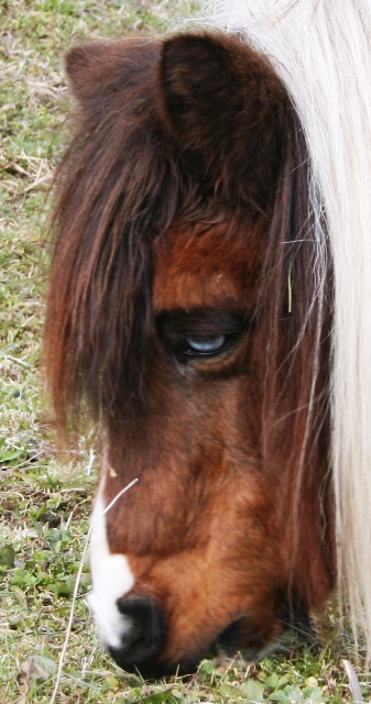 Dopo gatti e cani parliamo del Cavallo?