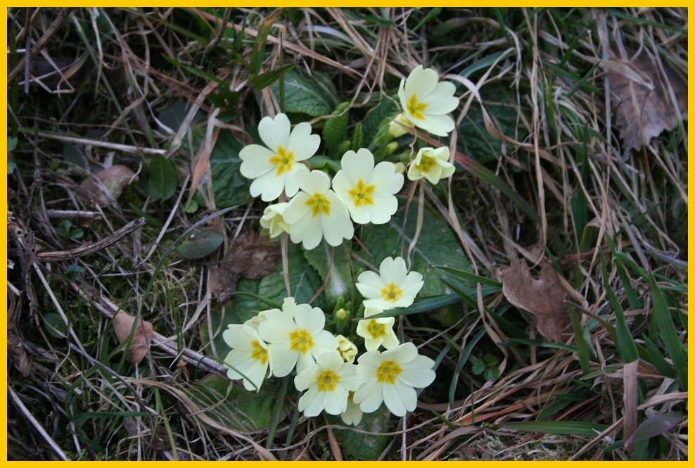 Segni di primavera