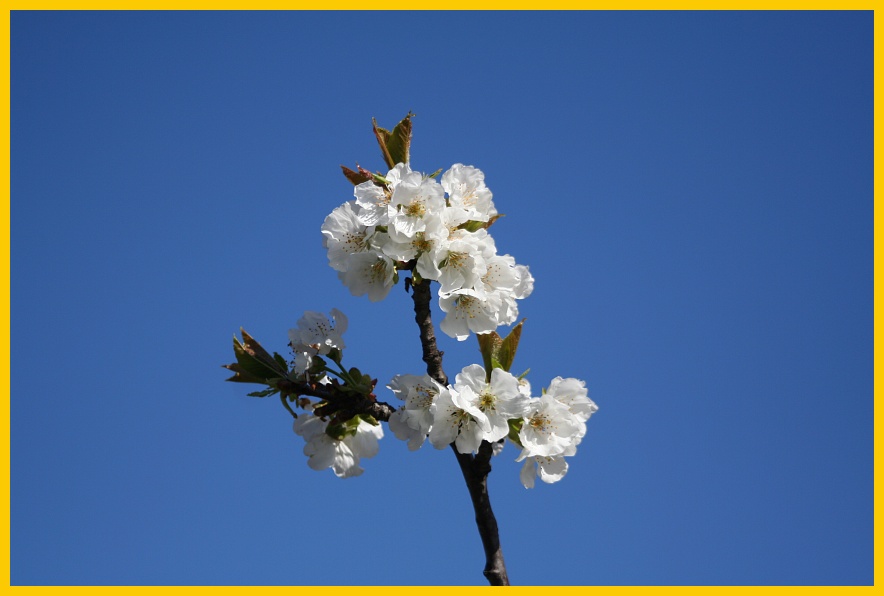 monferrato-ciliegi in fiore