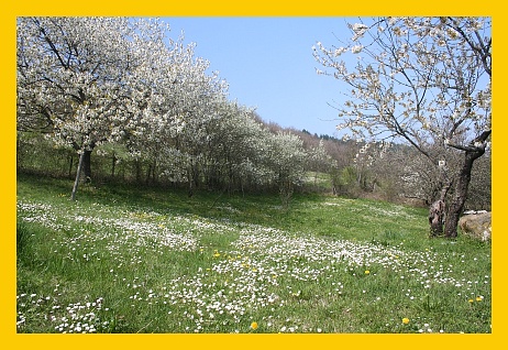 monferrato-ciliegi in fiore