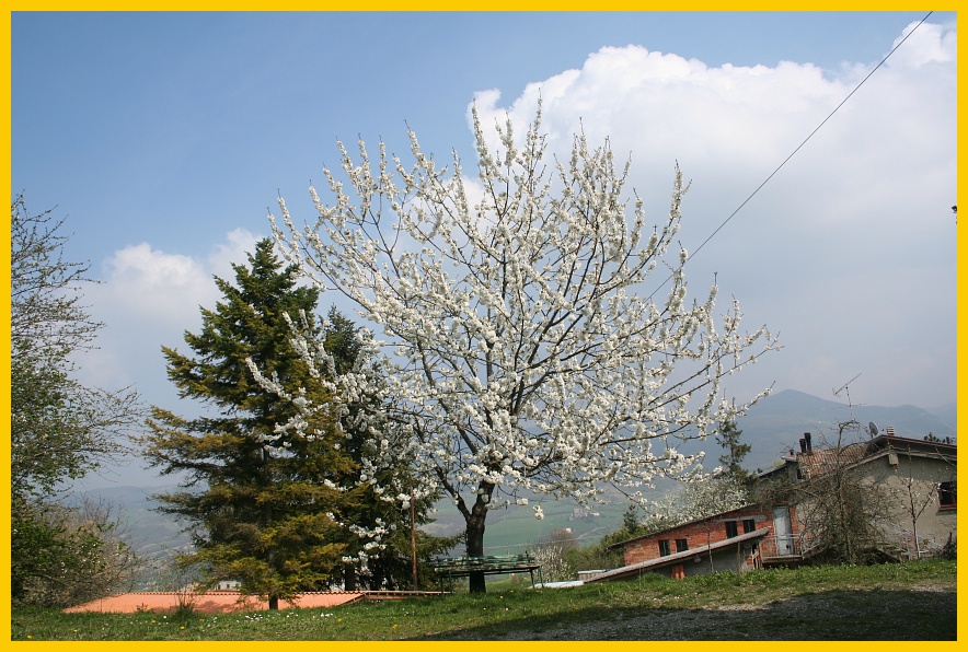 monferrato-ciliegi in fiore