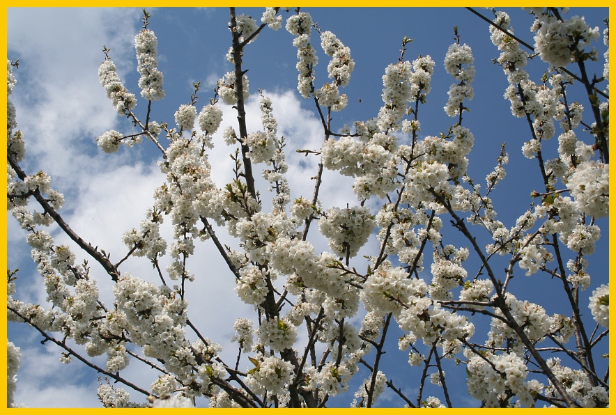 monferrato-ciliegi in fiore