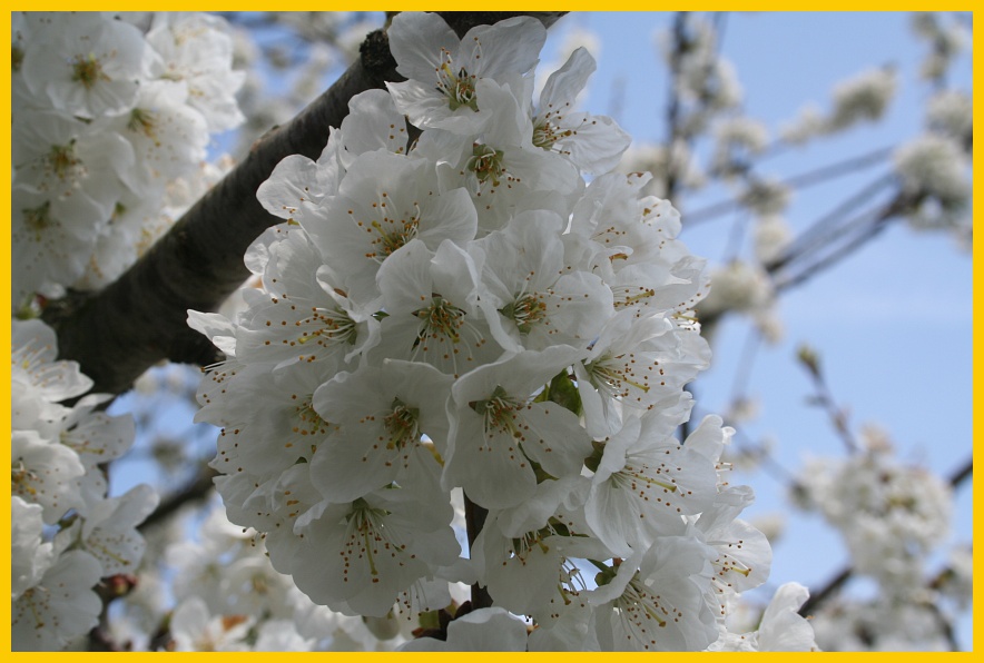 monferrato-ciliegi in fiore