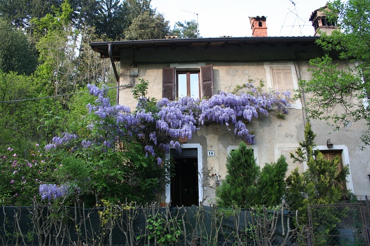 Il Glicine  una pianta o un albero ?