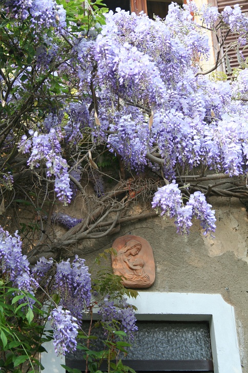 Il Glicine  una pianta o un albero ?