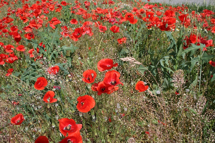 Dove sono finiti i papaveri? Papaver rhoeas