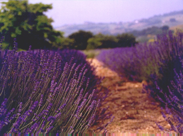 La stradina