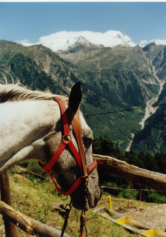 Dopo gatti e cani parliamo del Cavallo?