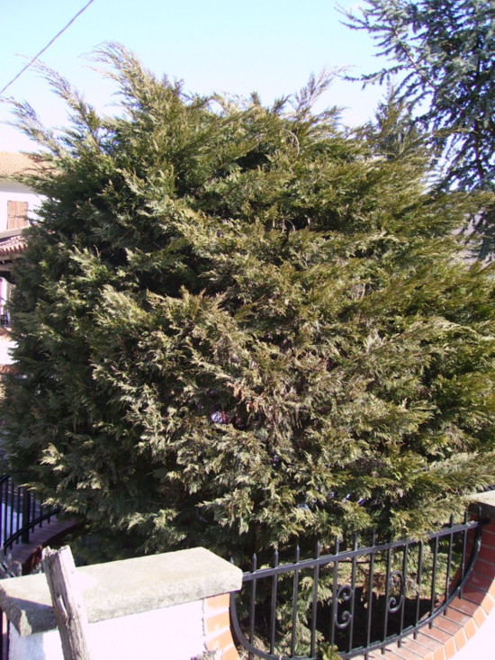 Cupressocyparis X Leylandii