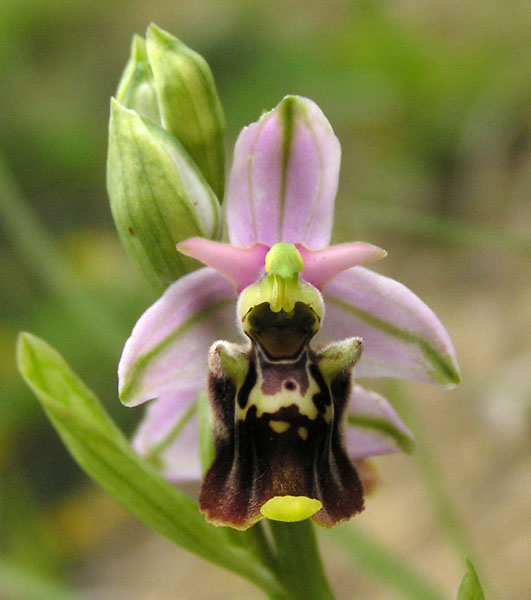 Ophrys apulica