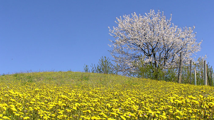 monferrato-ciliegi in fiore