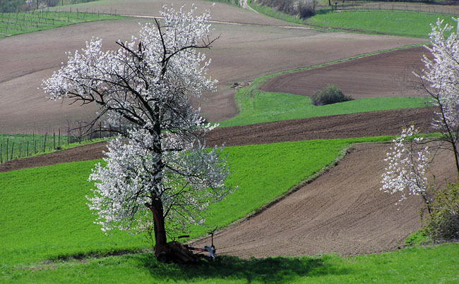 monferrato-ciliegi in fiore