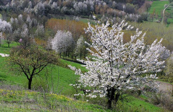 monferrato-ciliegi in fiore