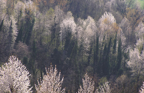 monferrato-ciliegi in fiore