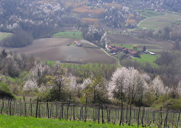 monferrato-ciliegi in fiore