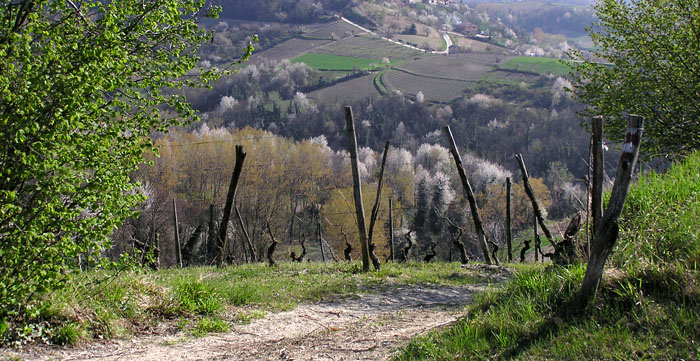 monferrato-ciliegi in fiore