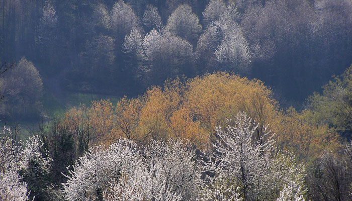 monferrato-ciliegi in fiore