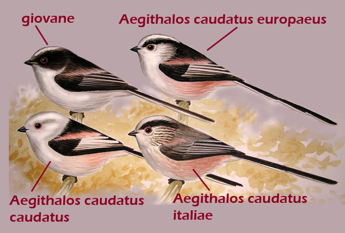 Codibugnolo - Aegithalos caudatus