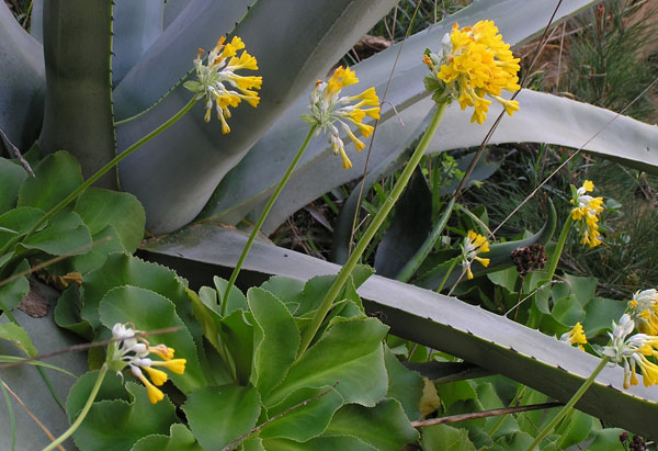 Primula palinuri / Primula di Capo Palinuro