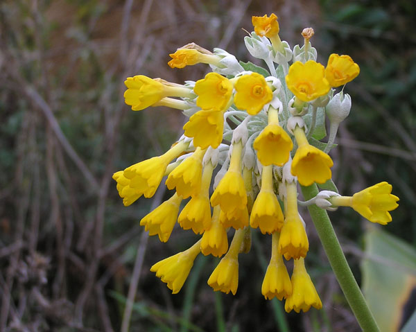 Primula palinuri / Primula di Capo Palinuro