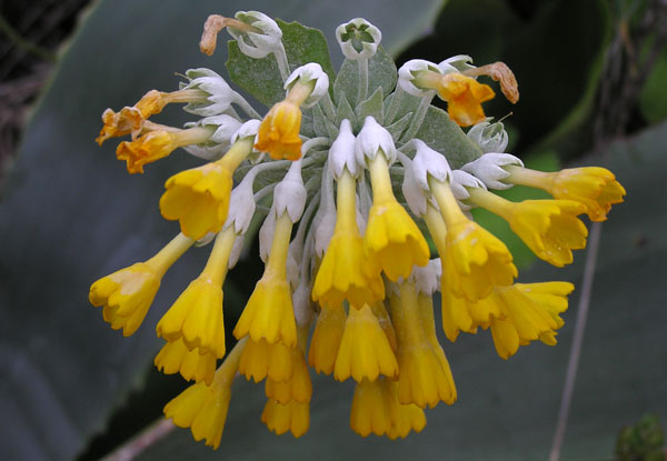 Primula palinuri / Primula di Capo Palinuro