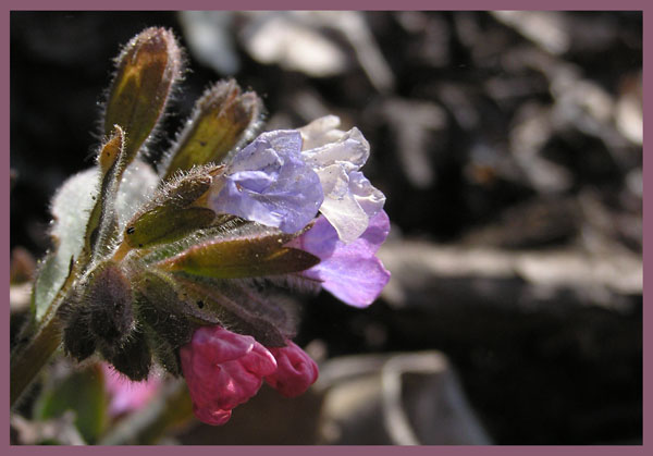 Segni di primavera