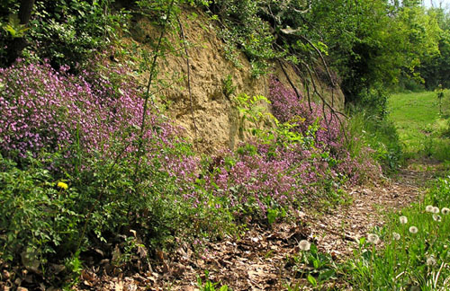 Saponaria ocymoides / Saponaria rossa