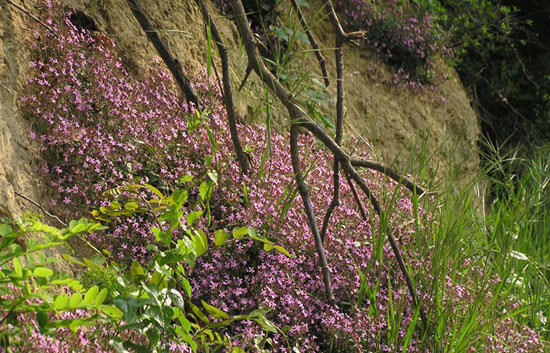 Saponaria ocymoides / Saponaria rossa