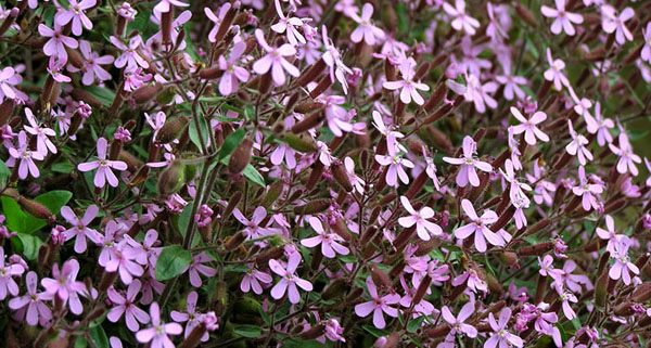 Saponaria ocymoides / Saponaria rossa