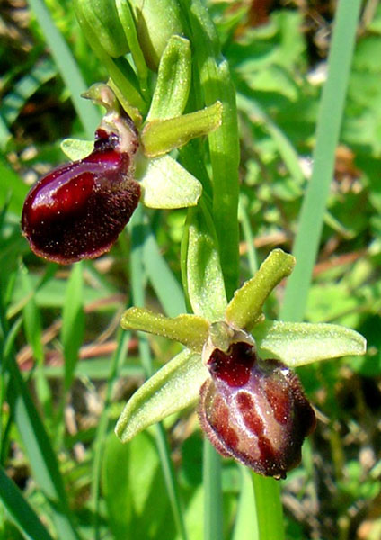 Ophrys sphegodes