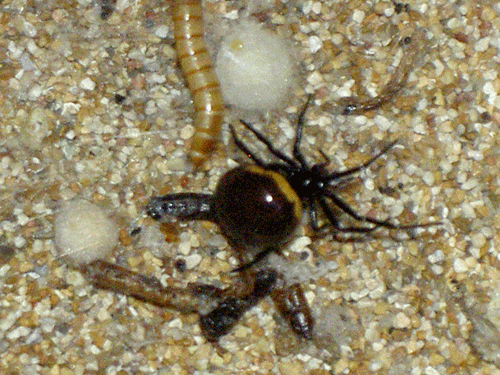 Steatoda paykulliana