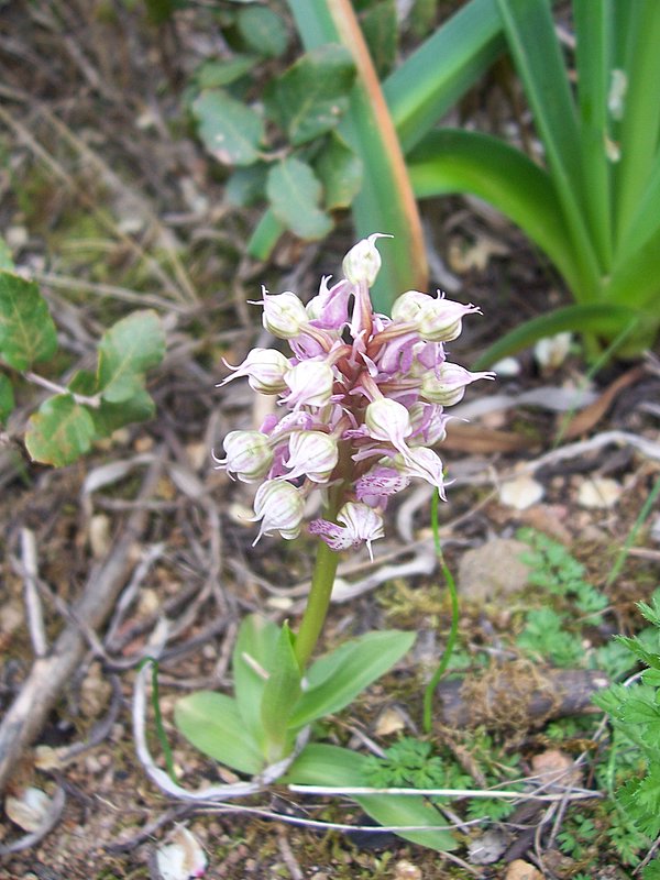 Neotinea lactea / Orchidea lattea