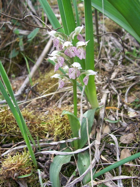 Neotinea lactea / Orchidea lattea