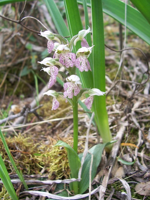 Neotinea lactea / Orchidea lattea