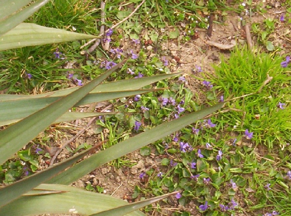 Segni di primavera