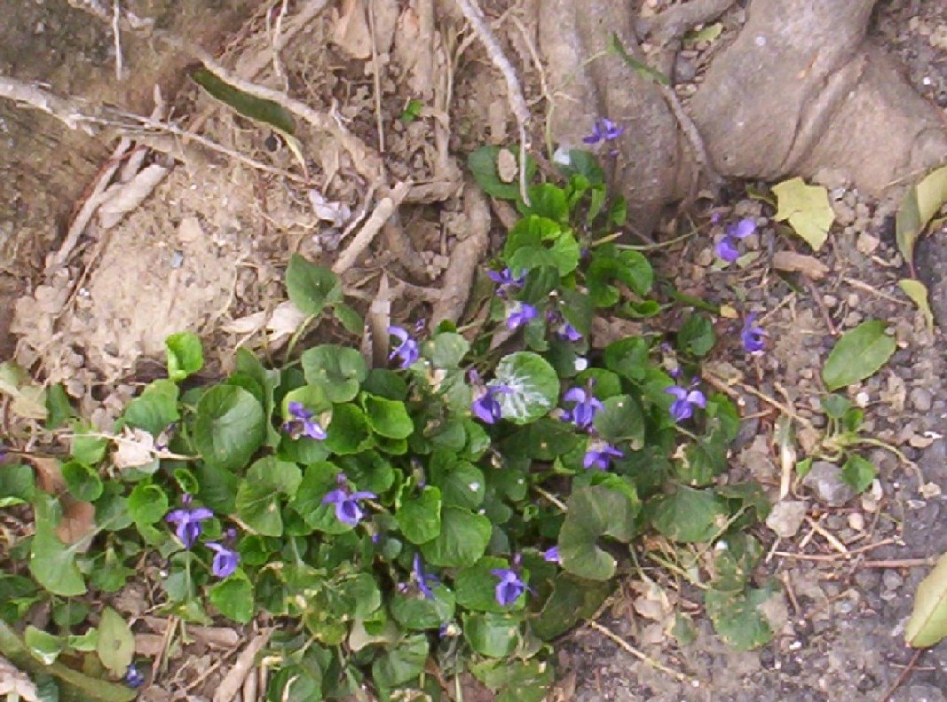 Segni di primavera