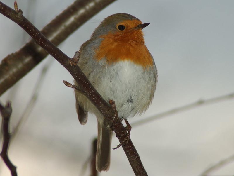 Pettirosso - Erithacus rubecula