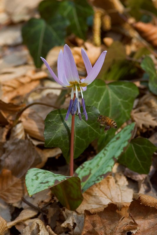 Erythronium dens-canis / Dente di cane