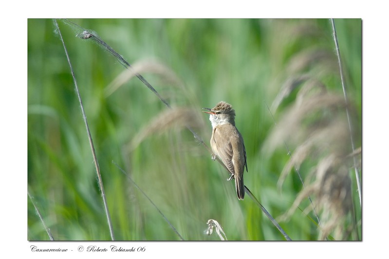 Cannareccione - Acrocephalus arundinaceus