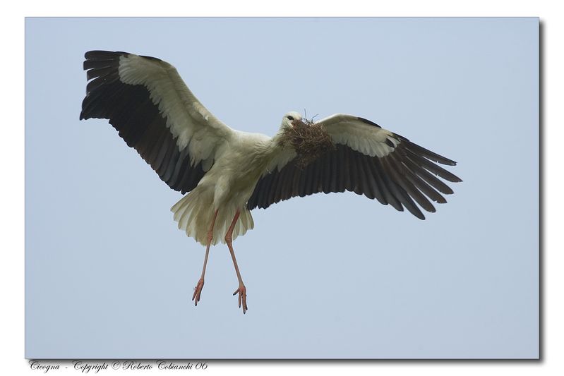 Cicogna bianca - Ciconia ciconia. Vita da ......