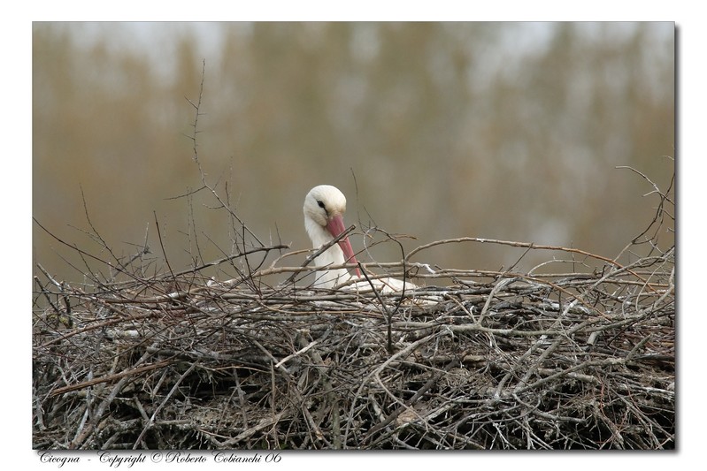 Cicogna bianca - Ciconia ciconia. Vita da ......